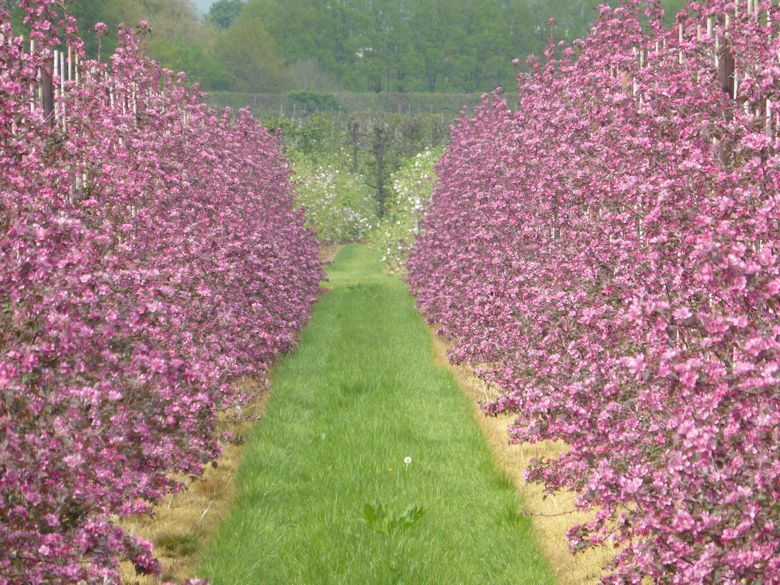 Red Love in bloom at East Malling Research